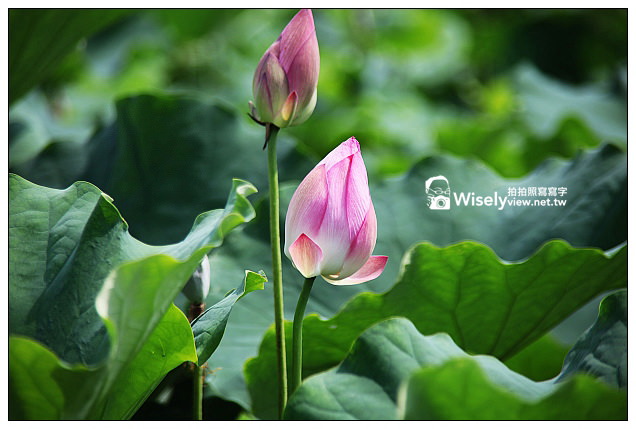 【遊記】新北市。三峽區：夏日荷花季＠三樹路98巷荷花池、三峽老街隨拍、三角湧金牛角、古伯手工米苔目、清水祖師廟、康喜軒金牛角冰淇淋、清水冬瓜王、山泉水手工豆花～(必訪景點美食)