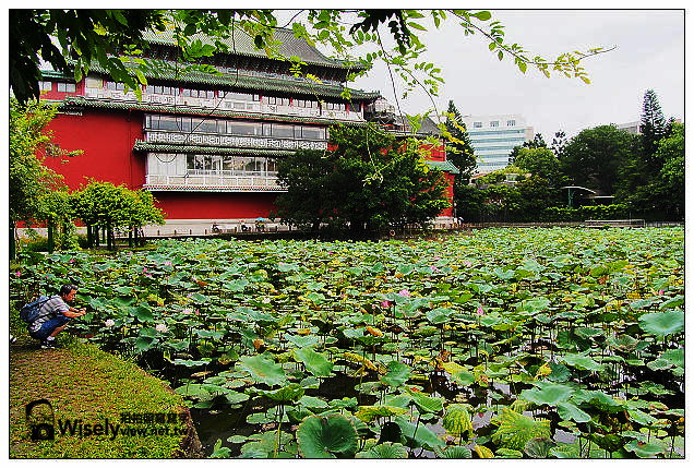 【隨拍】台北市。中正區:夏日荷花季@2013植物園池畔荷花開&建中黑砂糖冰~Olympus EP5 【隨拍】台北市。中正區:夏日荷花季@2013植物園池畔荷花開&建中黑砂糖冰~Olympus EP5