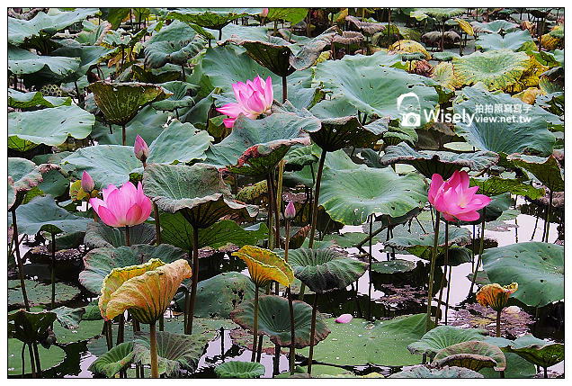 【隨拍】台北市。中正區:夏日荷花季@2013植物園池畔荷花開&建中黑砂糖冰~Olympus EP5 【隨拍】台北市。中正區:夏日荷花季@2013植物園池畔荷花開&建中黑砂糖冰~Olympus EP5