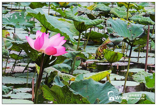 【隨拍】台北市。中正區:夏日荷花季@2013植物園池畔荷花開&建中黑砂糖冰~Olympus EP5 【隨拍】台北市。中正區:夏日荷花季@2013植物園池畔荷花開&建中黑砂糖冰~Olympus EP5