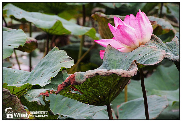 【隨拍】台北市。中正區:夏日荷花季@2013植物園池畔荷花開&建中黑砂糖冰~Olympus EP5 【隨拍】台北市。中正區:夏日荷花季@2013植物園池畔荷花開&建中黑砂糖冰~Olympus EP5