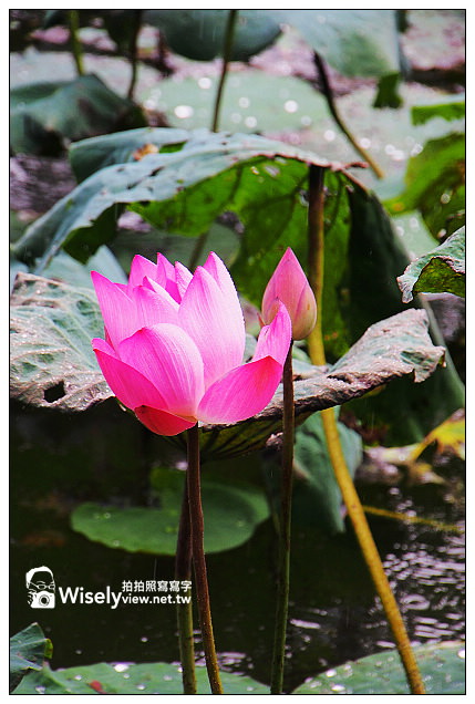 【隨拍】台北市。中正區:夏日荷花季@2013植物園池畔荷花開&建中黑砂糖冰~Olympus EP5 【隨拍】台北市。中正區:夏日荷花季@2013植物園池畔荷花開&建中黑砂糖冰~Olympus EP5