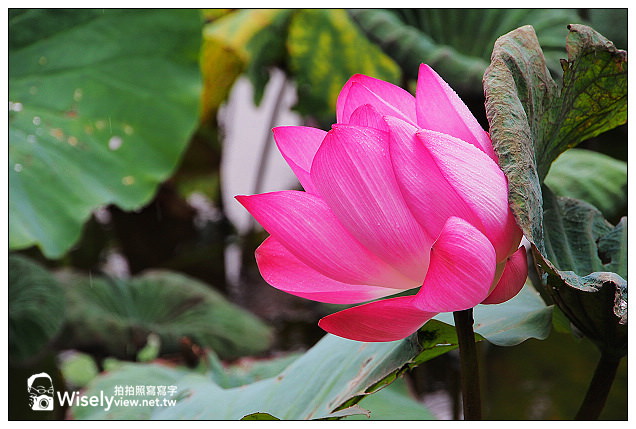 【隨拍】台北市。中正區:夏日荷花季@2013植物園池畔荷花開&建中黑砂糖冰~Olympus EP5 【隨拍】台北市。中正區:夏日荷花季@2013植物園池畔荷花開&建中黑砂糖冰~Olympus EP5