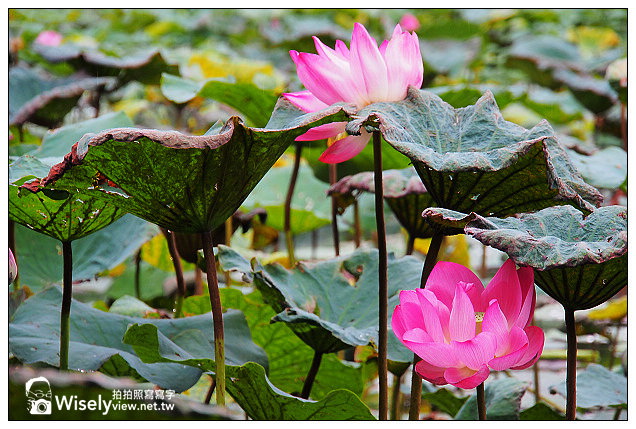【隨拍】台北市。中正區:夏日荷花季@2013植物園池畔荷花開&建中黑砂糖冰~Olympus EP5 【隨拍】台北市。中正區:夏日荷花季@2013植物園池畔荷花開&建中黑砂糖冰~Olympus EP5