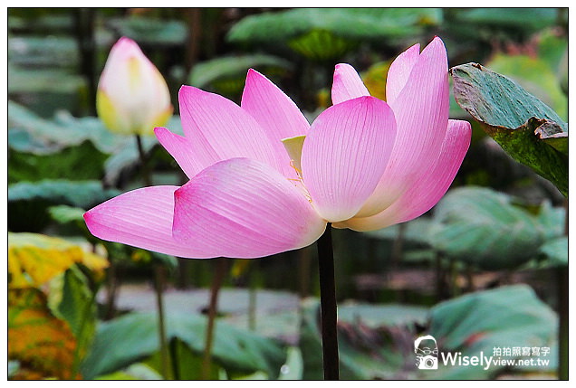 【隨拍】台北市。中正區:夏日荷花季@2013植物園池畔荷花開&建中黑砂糖冰~Olympus EP5 【隨拍】台北市。中正區:夏日荷花季@2013植物園池畔荷花開&建中黑砂糖冰~Olympus EP5