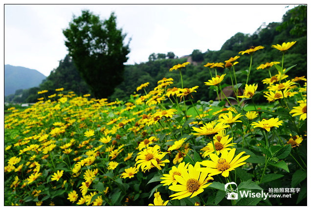 【旅行】2013日本。岐阜縣＠夏季白川鄉合掌村&2014點燈日程～SONY RX100 II