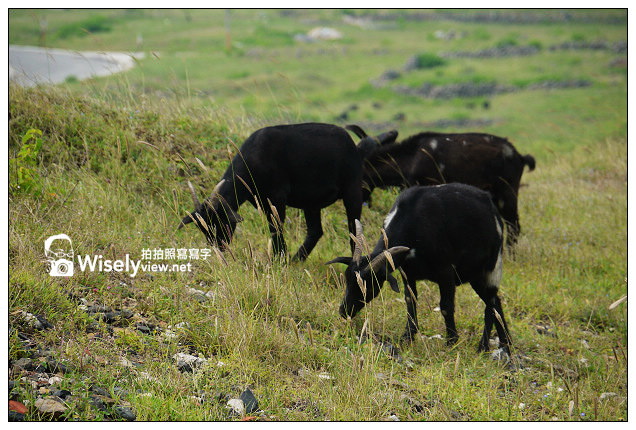 【遊記】2013離島。澎湖：七美島嶼@港口曬小管&丁香魚、小台灣、雙心石滬(近拍)，龍埕自助餐(小卷涼麵)