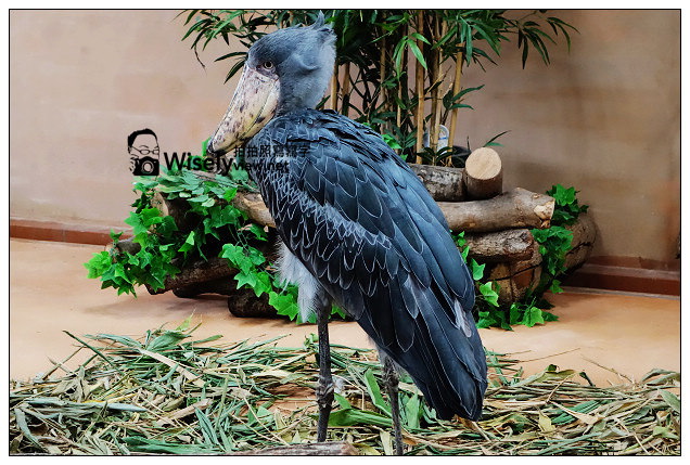 【旅行】2013日本。栃木縣：那須動物王國@可愛貓狗近身玩，還有美麗的高原風景