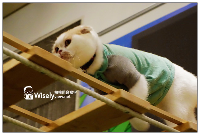 【旅行】2013日本。栃木縣：那須動物王國@可愛貓狗近身玩，還有美麗的高原風景