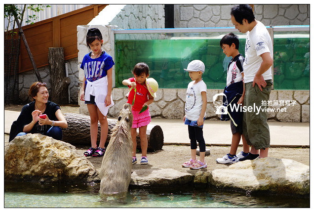 【旅行】2013日本。栃木縣：那須動物王國@可愛貓狗近身玩，還有美麗的高原風景
