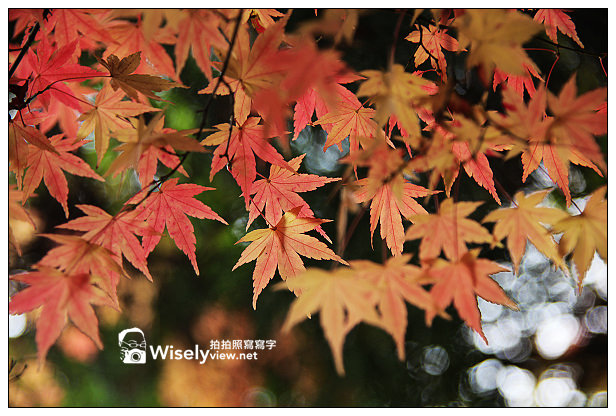 【遊記】賞楓景點：2013台中福壽山農場＠松盧楓紅遊拍(11/11) @WISELY's 拍拍照寫寫字