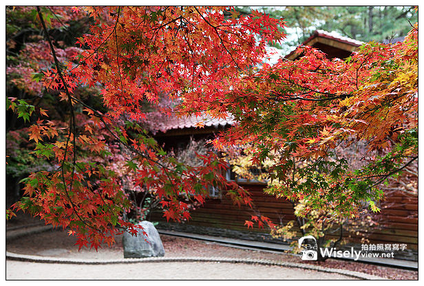 【遊記】賞楓景點：2013台中福壽山農場＠松盧楓紅遊拍(11/11)