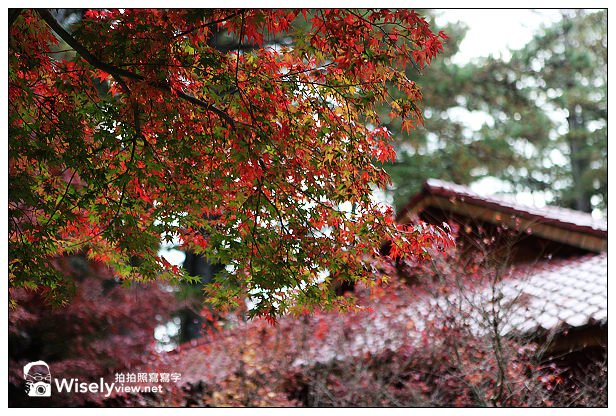【遊記】賞楓景點：2013台中福壽山農場＠松盧楓紅遊拍(11/11)