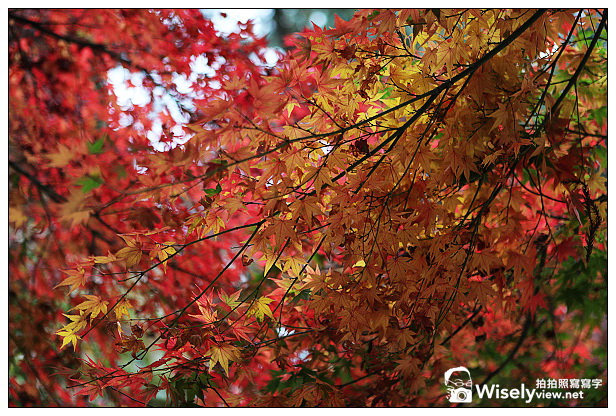【遊記】賞楓景點：2013台中福壽山農場＠松盧楓紅遊拍(11/11)