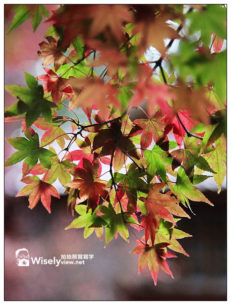 【遊記】賞楓景點：2013台中福壽山農場＠松盧楓紅遊拍(11/11)