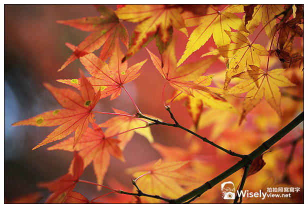 【遊記】賞楓景點：2013台中福壽山農場＠松盧楓紅遊拍(11/11)