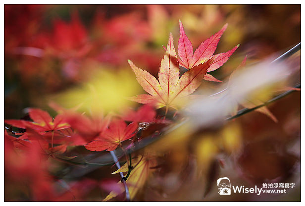 【遊記】賞楓景點：2013台中福壽山農場＠松盧楓紅遊拍(11/11)