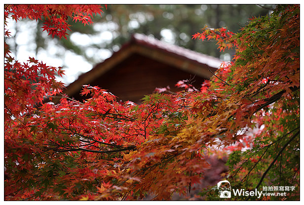 【遊記】賞楓景點：2013台中福壽山農場＠松盧楓紅遊拍(11/11)