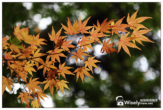 【遊記】賞楓景點：2013台中福壽山農場＠松盧楓紅遊拍(11/11)