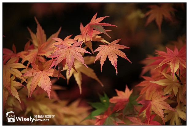 【遊記】賞楓景點：2013台中福壽山農場＠松盧楓紅遊拍(11/11)