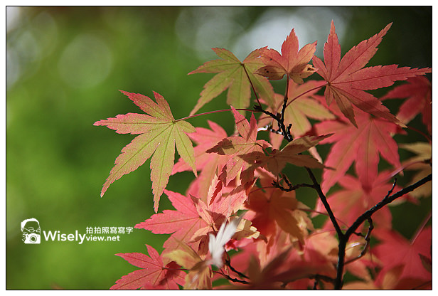 【遊記】賞楓景點：2013台中福壽山農場＠松盧楓紅遊拍(11/11)