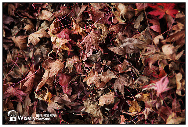 【遊記】賞楓景點：2013台中福壽山農場＠松盧楓紅遊拍(11/11)