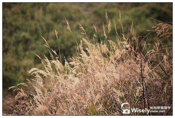 【隨拍】2013台中合歡山雲海&武嶺秋芒＠Canon 5D2 + Tanrom 28-300 VC