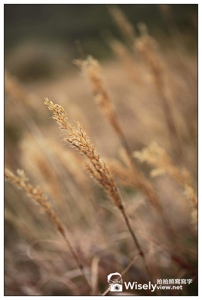 【隨拍】2013台中合歡山雲海&武嶺秋芒＠Canon 5D2 + Tanrom 28-300 VC