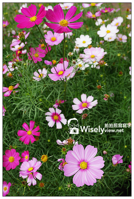 【遊記】2013士林官邸菊展:菊世無雙(11/17~12/1)@Lumix GM1 + Lumix 12-32mm 【遊記】2013士林官邸菊展:菊世無雙(11/17~12/1)@Lumix GM1 + Lumix 12-32mm