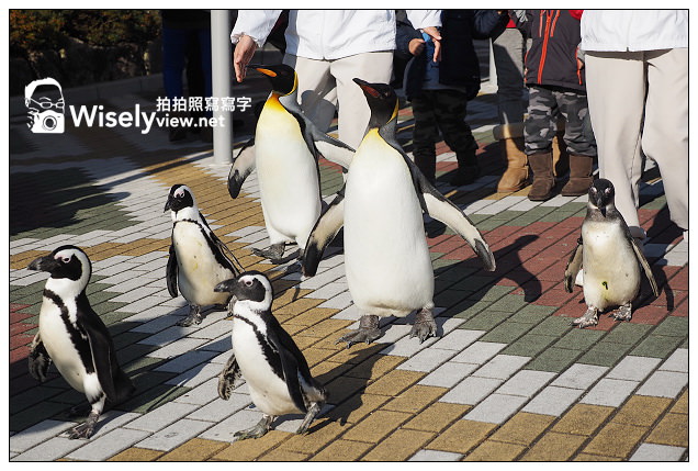 【旅行】日本。和歌山縣：西牟婁郡白濱町＠ADVENTURE WORLD(冒險大世界)～以貓熊和海豚為主的動物遊樂園，還有特色貓熊杯