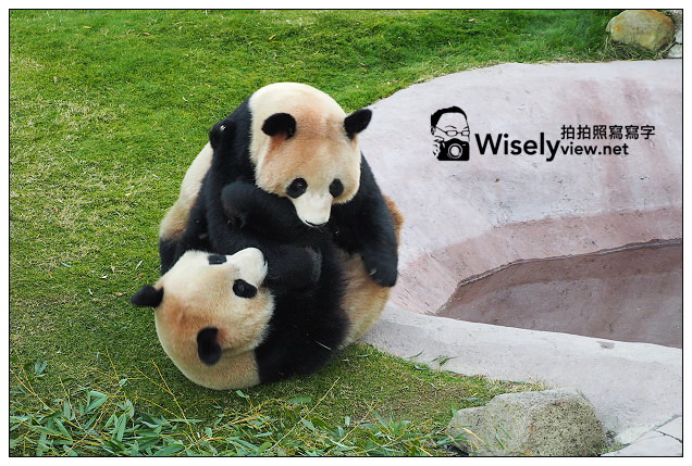 【旅行】日本。和歌山縣：西牟婁郡白濱町＠ADVENTURE WORLD(冒險大世界)～以貓熊和海豚為主的動物遊樂園，還有特色貓熊杯