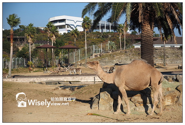 【旅行】日本。和歌山縣：西牟婁郡白濱町＠ADVENTURE WORLD(冒險大世界)～以貓熊和海豚為主的動物遊樂園，還有特色貓熊杯