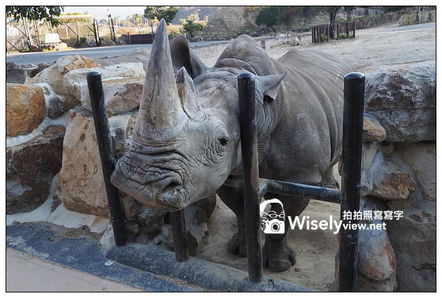 【旅行】日本。和歌山縣：西牟婁郡白濱町＠ADVENTURE WORLD(冒險大世界)～以貓熊和海豚為主的動物遊樂園，還有特色貓熊杯