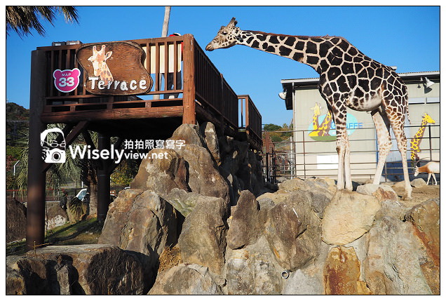 【旅行】日本。和歌山縣：西牟婁郡白濱町＠ADVENTURE WORLD(冒險大世界)～以貓熊和海豚為主的動物遊樂園，還有特色貓熊杯