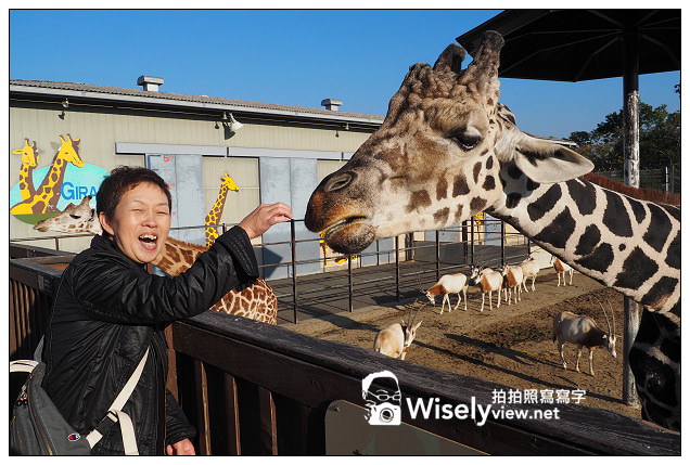 【旅行】日本。和歌山縣：西牟婁郡白濱町＠ADVENTURE WORLD(冒險大世界)～以貓熊和海豚為主的動物遊樂園，還有特色貓熊杯