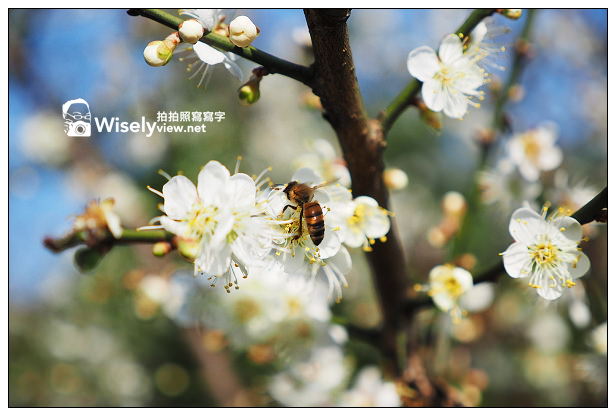 【景點】台北市。士林區：(陽明山)東方寺＠點點梅花疏放，位永公路245巷～簡單攝影心得分享 @WISELY's 拍拍照寫寫字