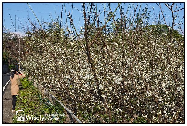 【景點】台北市。士林區：(陽明山)東方寺＠點點梅花疏放，位永公路245巷～簡單攝影心得分享