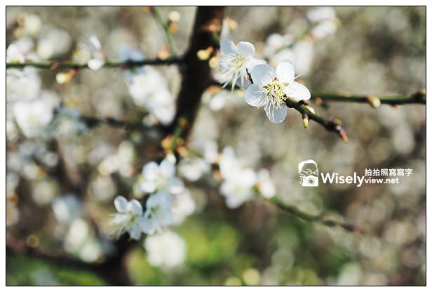 【景點】台北市。士林區：(陽明山)東方寺＠點點梅花疏放，位永公路245巷～簡單攝影心得分享