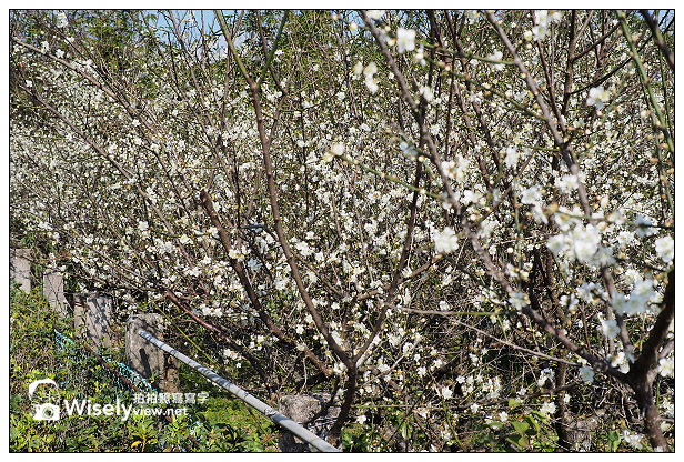 【景點】台北市。士林區：(陽明山)東方寺＠點點梅花疏放，位永公路245巷～簡單攝影心得分享