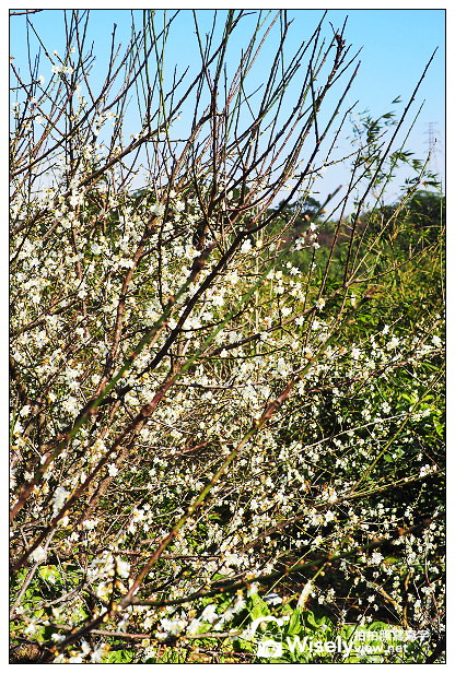 【景點】台北市。士林區：(陽明山)東方寺＠點點梅花疏放，位永公路245巷～簡單攝影心得分享