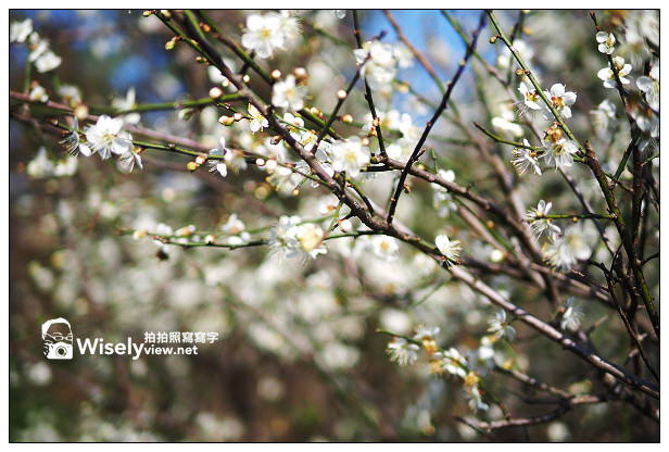 【景點】台北市。士林區：(陽明山)東方寺＠點點梅花疏放，位永公路245巷～簡單攝影心得分享