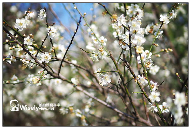【景點】台北市。士林區：(陽明山)東方寺＠點點梅花疏放，位永公路245巷～簡單攝影心得分享