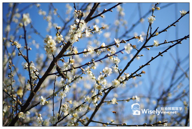 【景點】台北市。士林區：(陽明山)東方寺＠點點梅花疏放，位永公路245巷～簡單攝影心得分享