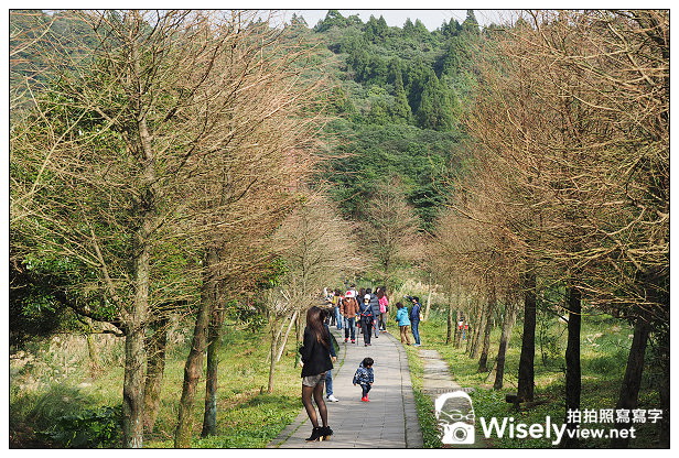 【遊記】台北市。北投區：陽明山一日遊：冷水坑、菁山吊橋、擎天崗～秋日芒草