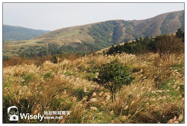【遊記】台北市。北投區：陽明山一日遊：冷水坑、菁山吊橋、擎天崗～秋日芒草
