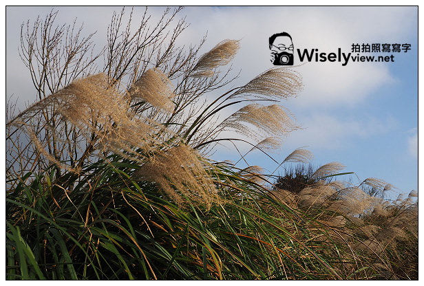 【遊記】台北市。北投區：陽明山一日遊：冷水坑、菁山吊橋、擎天崗～秋日芒草