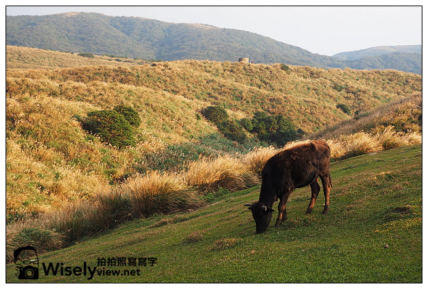 【遊記】台北市。北投區：陽明山一日遊：冷水坑、菁山吊橋、擎天崗～秋日芒草