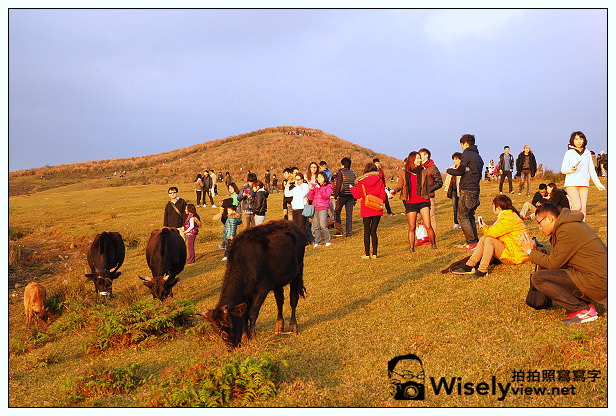 【遊記】台北市。北投區：陽明山一日遊：冷水坑、菁山吊橋、擎天崗～秋日芒草