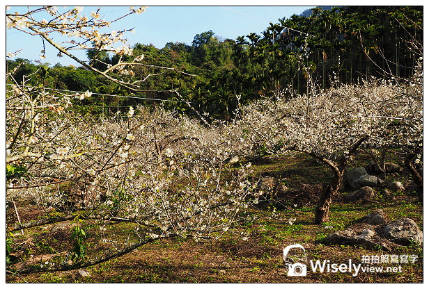 【遊記】南投縣。水里鄉：南投賞梅一日遊＠風景秀麗的天山梅，上安村「三廍」的槑休閒農業區