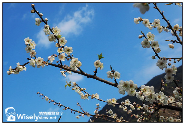 【遊記】南投縣。水里鄉：南投賞梅一日遊＠風景秀麗的天山梅，上安村「三廍」的槑休閒農業區